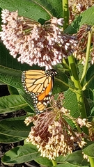 Danaus plexippus