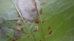 Insecta