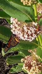 Danaus plexippus