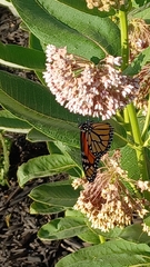 Danaus plexippus