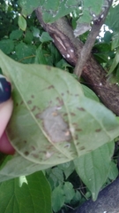 Insecta
