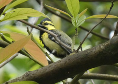 Machlolophus xanthogenys