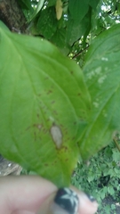 Insecta