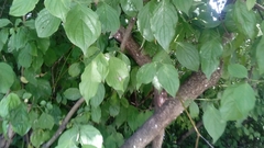 Insecta