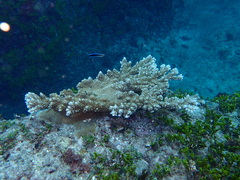 Acropora abrotanoides