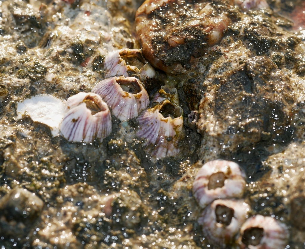 little striped barnacle