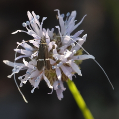 Adela singulella