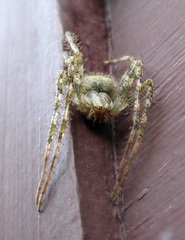 Araneus cavaticus