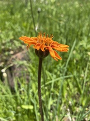 Raillardella pringlei