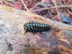 Cypherotylus californicus