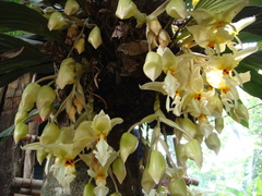 Stanhopea ruckeri