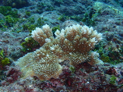 Acropora abrotanoides