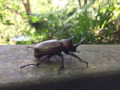 Trypoxylus dichotomus tsunobosonis