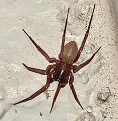 Septentrinna
