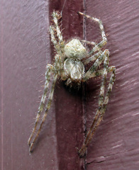 Araneus cavaticus