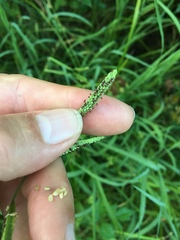 Paspalum denticulatum