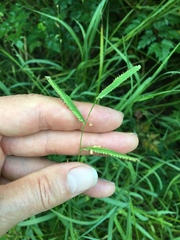 Paspalum denticulatum