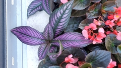 Strobilanthes auriculata