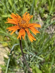 Raillardella pringlei