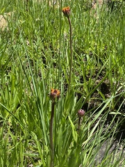 Raillardella pringlei