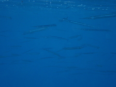 Hyporhamphus dussumieri