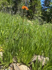 Raillardella pringlei