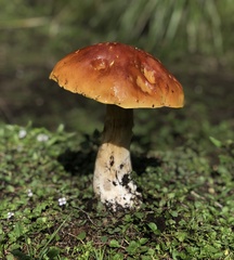 Boletus rubriceps