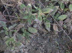 Richardia humistrata