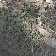 Richardia humistrata