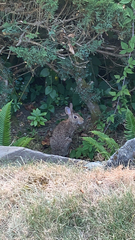 Sylvilagus floridanus