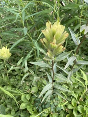 Castilleja unalaschcensis