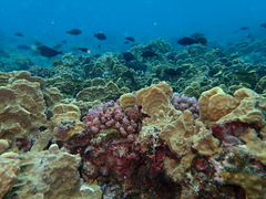 Millepora exaesa