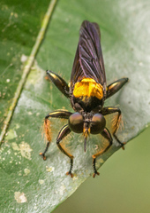 Lampria clavipes