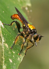 Lampria clavipes