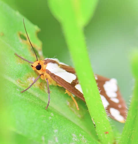 Confused Haploa Moth photo 6