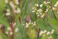 Satyrium caryaevorus