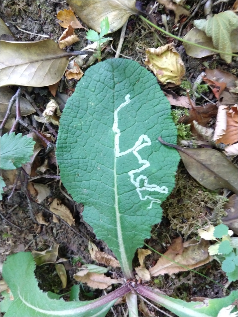 Phytomyza primulae