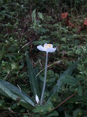 Weldenia candida