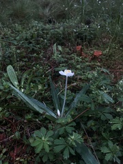 Weldenia candida