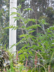 Ambrosia arborescens