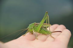 Gampsocleis sedakovii