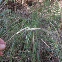 Rytidosperma longifolium
