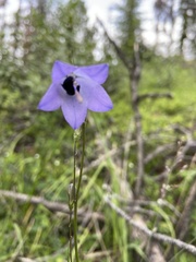 Campanula alaskana