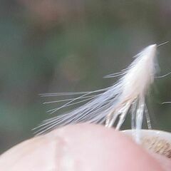 Rytidosperma longifolium