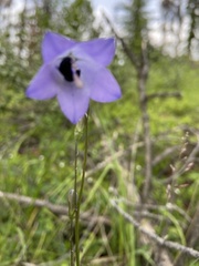 Campanula alaskana