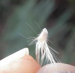 Rytidosperma longifolium