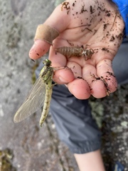 Ophiogomphus rupinsulensis