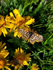 Euphydryas anicia maria