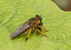 Mallophora nigritarsis