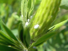Macrosiphum albifrons